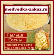 Сосновая пыльца